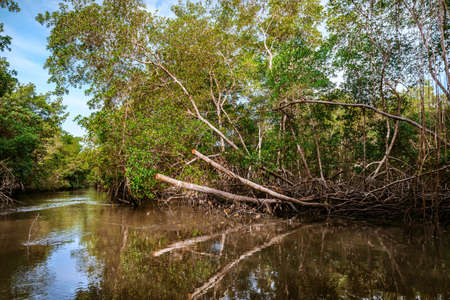 Caroni river swamp dense tropical climate mangrove forest in Trinidad and Tobagoの写真素材
