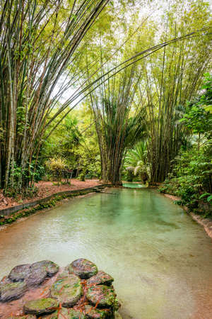 Natural oasis pool creek in tropical bamboo jungle in North Trinidad and Tobagoの写真素材