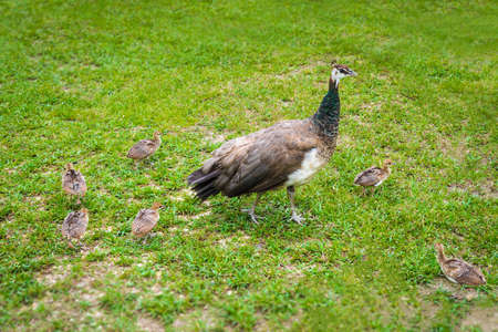 Peachicks and peafowl feeding on grassの写真素材