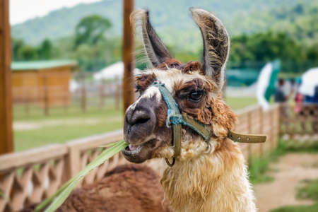 Llama in a petting farm zoo safari Trinidad and Tobago eating grass.の写真素材