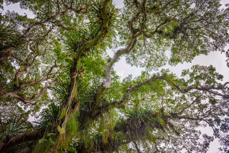 Huge broad tropical forest tree viewed from below Caribbean Trinidad and Tobagoの写真素材