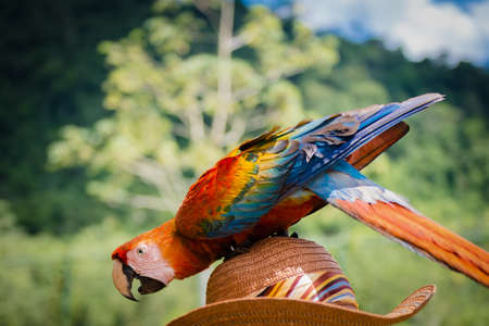 Playful scarlet macaw outdoors nature background resting on top of hatの写真素材