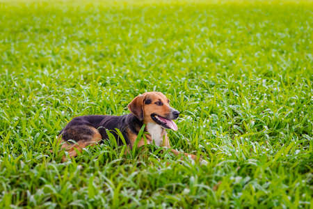 Happy dog relaxing outdoors on the lawn enjoying nature relaxing joyfullyの写真素材