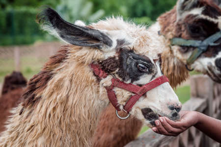 Feeding llama at pet zoo safari tame animal eating from visitor's hand fuzzy soft furの写真素材