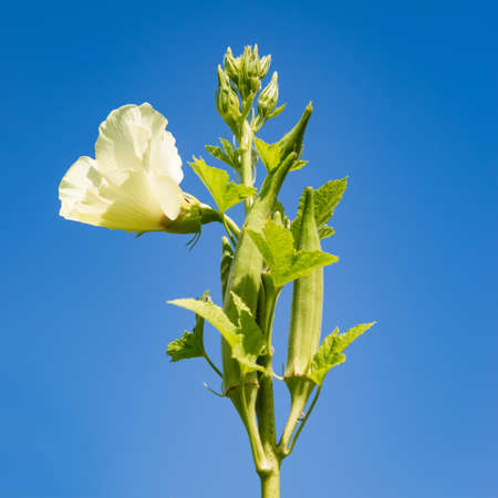 Okra plant and flower in bloom against blue sky organic produce agriculture square composition