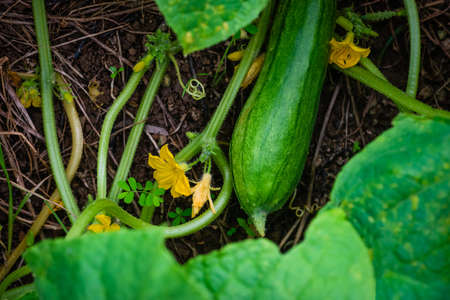 Cucumber plant flower organic field garden close up food natural raw agriculture vegetableの写真素材