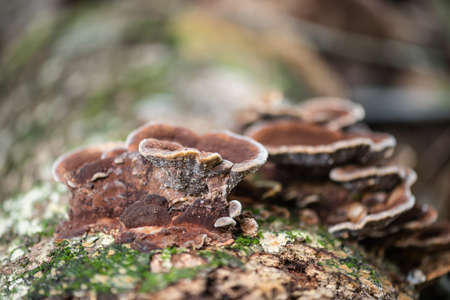 Brown Fungus growth on tree bark Cleaver Woods Park Trinidad close up tropical forest