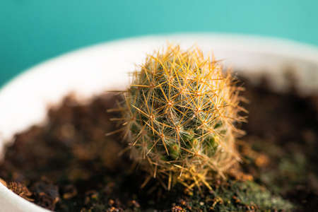 Parodia Erubescens cactus single pot closeup house plant white potの写真素材