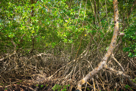 Mangrove forest dense tropical trees foliage jungle wild woods ecosystem in Tobagoの写真素材