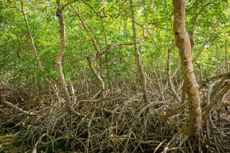 Mangrove forest dense tropical trees foliage jungle wild woods ecosystem in Tobagoの写真素材