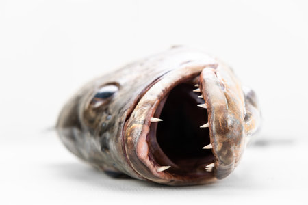 Mangrove gray snapper fish head sharp teeth close up open mouth laying on the side, tired, conceptの写真素材