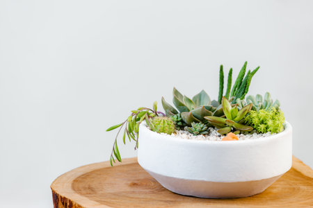 Group of succulent and cactus arrangement decor element clay pot on top of a log close upの写真素材