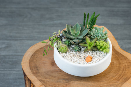 Group of succulent and cactus arrangement decor element clay potの写真素材