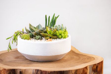 Group of succulent and cactus arrangement decor element clay pot on top of a log close upの写真素材