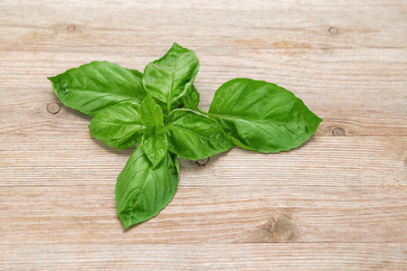 Sweet basil plant cutting green on wooden background close upの写真素材