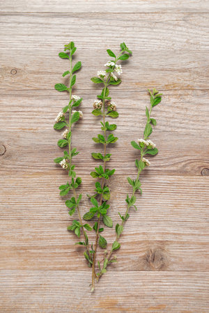 Lippia micromera Jamaican oregano plant herb on wooden background clippingsの写真素材