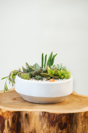 Group of succulent and cactus arrangement decor element clay pot on top of a log close upの写真素材