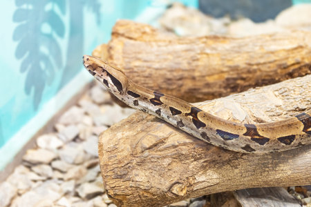 Reticulated python animal zoo snake exotic dangerous pet captive wildlife