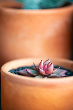 Echeveria Taurus succulent purple pink bulbous leaves slow growing plantの写真素材