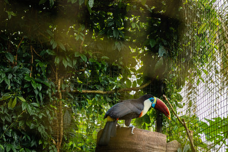 toucan bird inside zoo enclosure endangered tropical bird colorful beakの写真素材