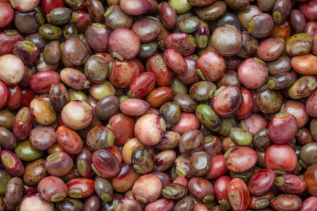 Pigeon peas background spread out fresh out of the podsの写真素材