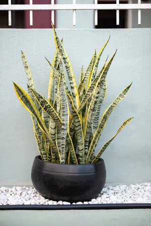 Snake plant potted outdoors as decoration with black round potの写真素材