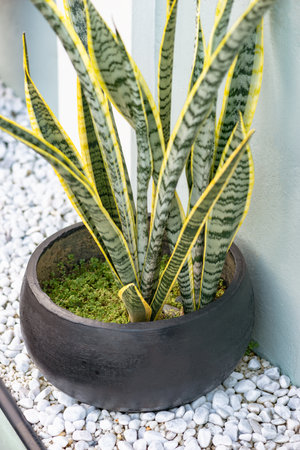 Snake plant potted outdoors as decoration with black round potの写真素材