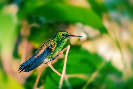 Hummingbird on a branch resting taking break Trinidad and Tobago green background outdoorsの写真素材