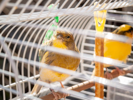 Canary in cage songbird domestic male green and yellow captivity looking at the camera