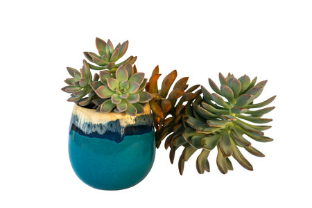 Ghost plant succulent Graptopetalum paraguayense house plant on a decorative cup isolated in white background horizontal frontal frontの写真素材