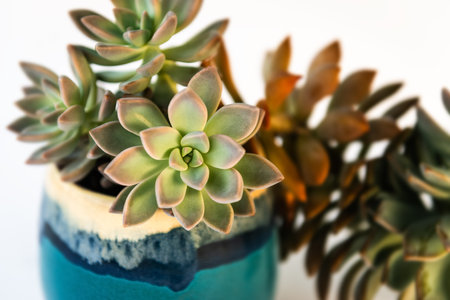Ghost plant succulent Graptopetalum paraguayense house plant on a decorative cup isolated in white background horizontal frontal front close upの写真素材