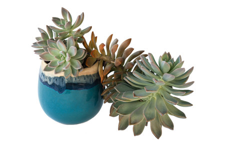 Ghost plant succulent Graptopetalum paraguayense house plant on a decorative cup isolated in white background horizontal. A blue ceramic pot with a decorative white rim, housing two types of green succulents with fleshy leaves, set against a plain backgroundの写真素材