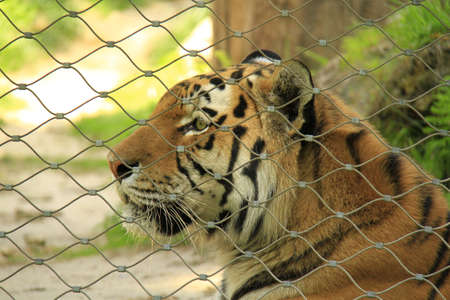 tigre nella gabbiaの写真素材