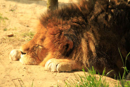 lionの写真素材