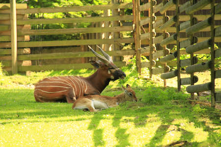 African antelopeの写真素材