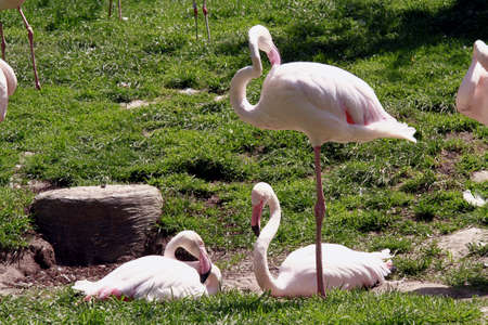 flamingosの写真素材