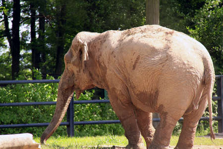 Indian elephantの写真素材