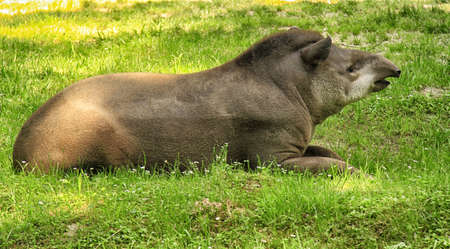 tapirの写真素材