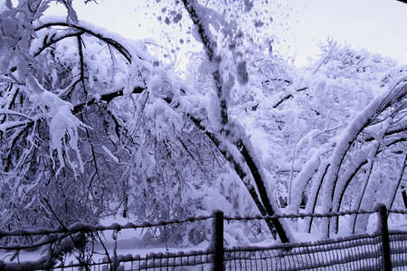 Trees in the snowの写真素材