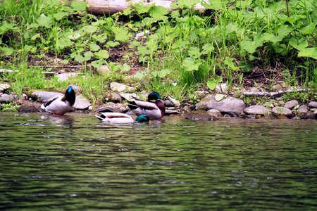 wild ducksの写真素材
