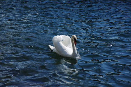 Royal swanの写真素材