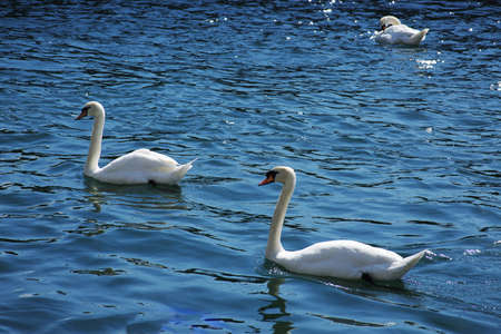 Royal swanの写真素材