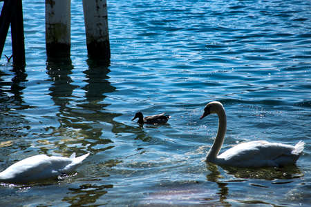 Royal swan の写真素材