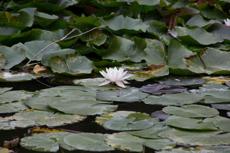 waterlilyの写真素材