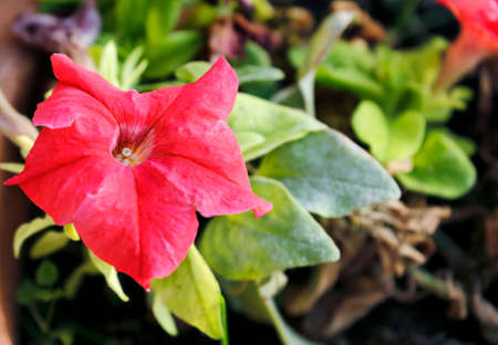 red petuniaの写真素材