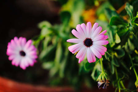 asteraceaeの写真素材