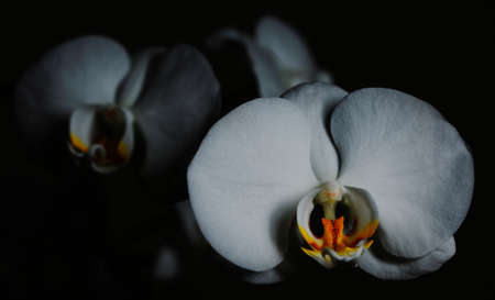 White orchidsの写真素材