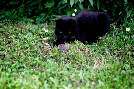 Black cat huntingの写真素材