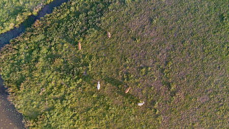 Aerial shot of cows grazing in a field at sunsetの写真素材