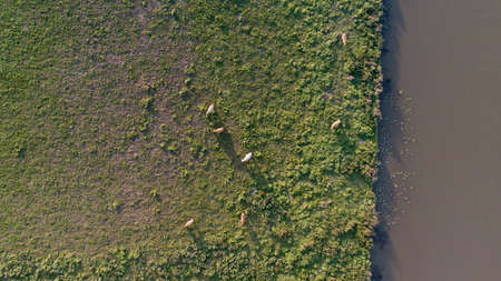 Aerial shot of cows grazing in a field at sunset
